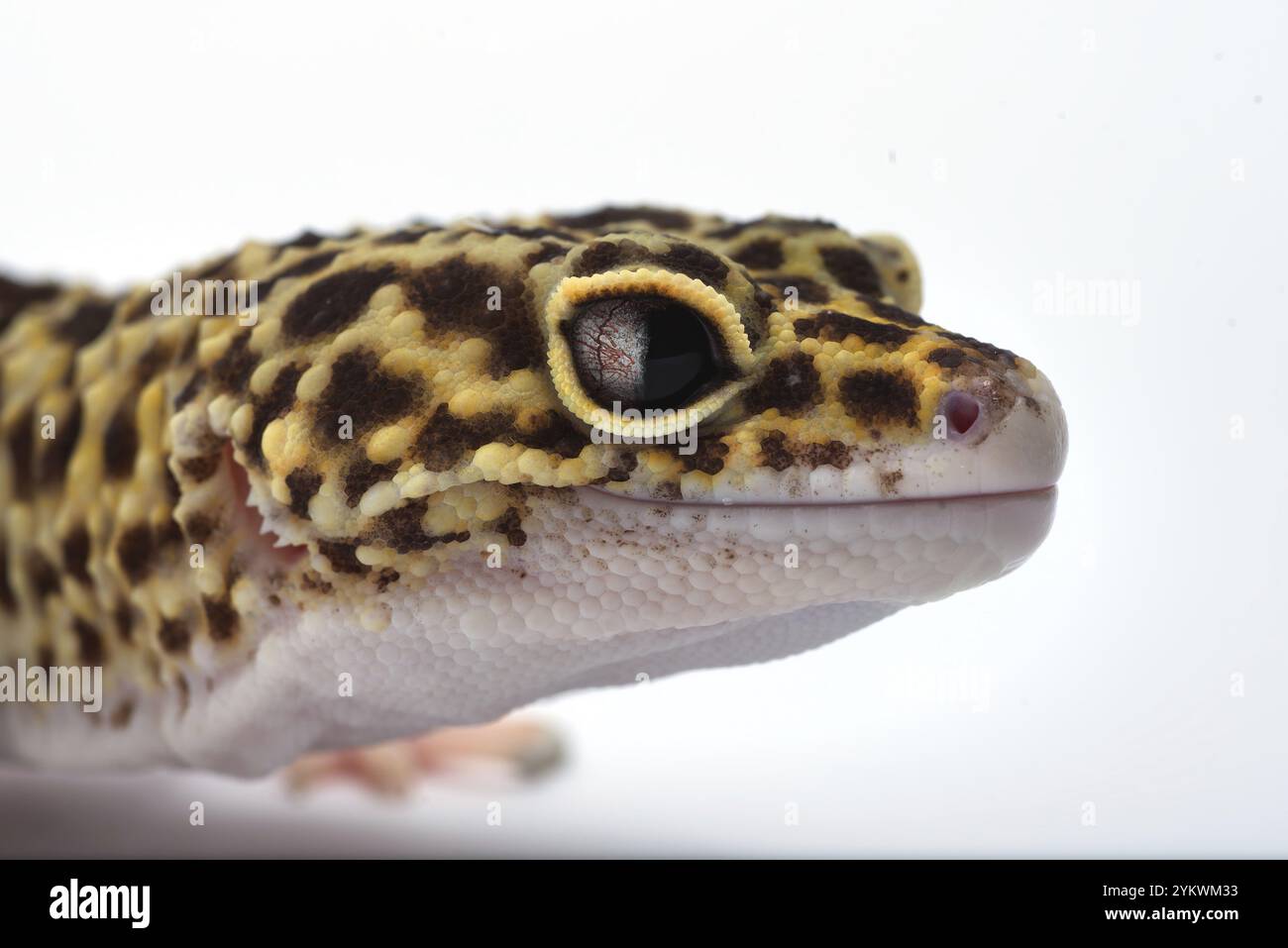 Gecko leopardo su sfondo bianco Foto Stock