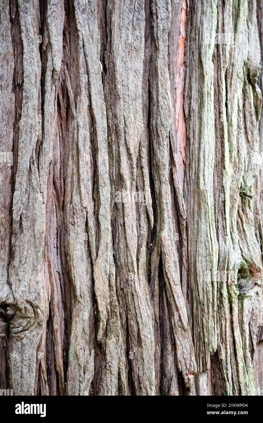 Chiudere la corteccia degli alberi. Texture naturale, motivo. Tessuto di corteccia. Sfondo. Legno. Foto verticale. Niente persone, nessuno. Foto Stock