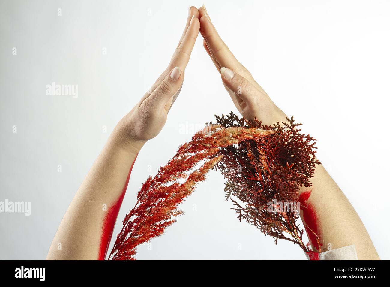 Primo piano di mani femminili che formano una casa. Concetto di protezione degli alberi. Isolato su bianco Foto Stock