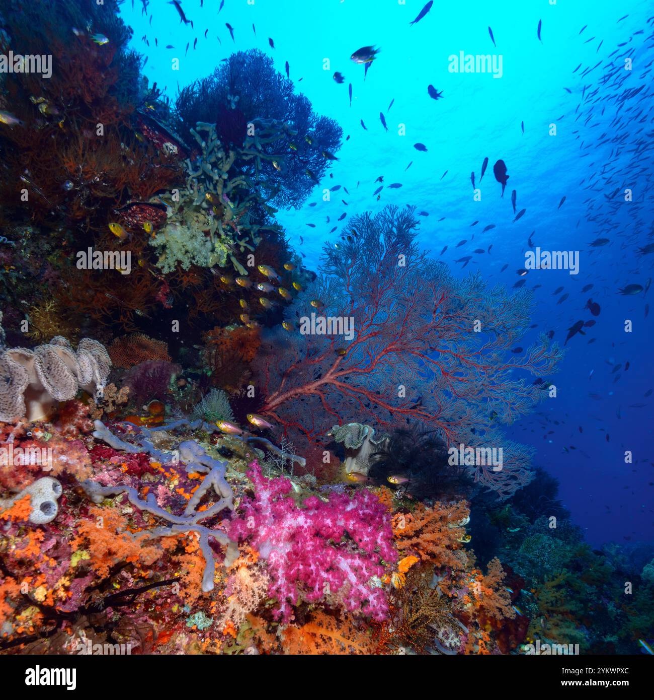 bordo della barriera corallina raja ampat Foto Stock