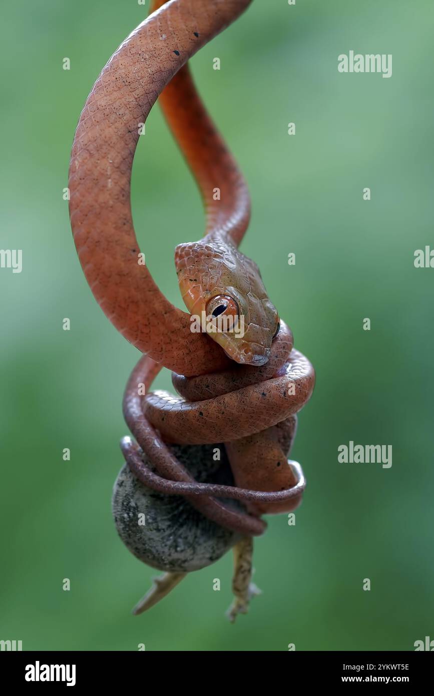 Vipera di buca di mangrovie con preda Foto Stock