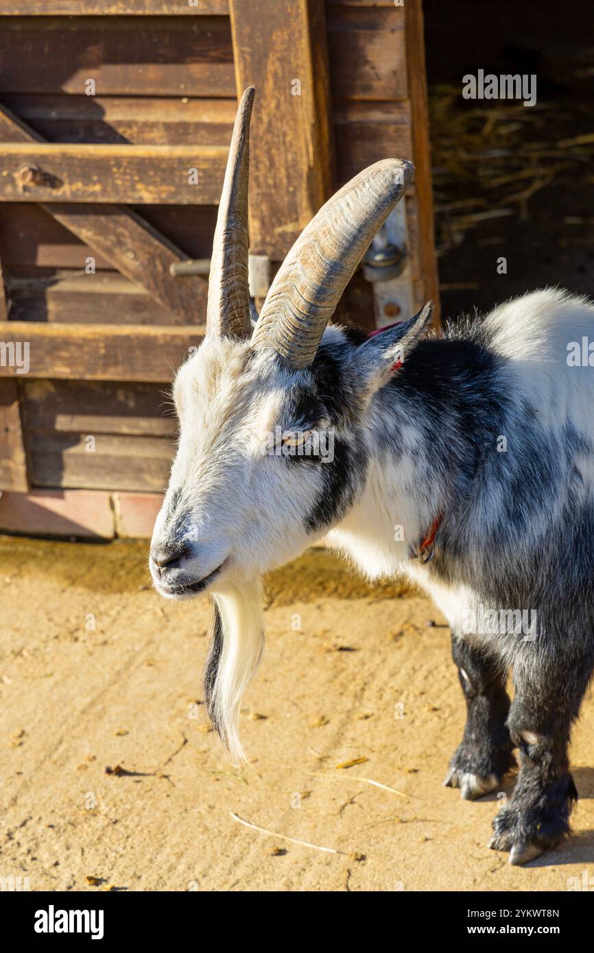 Capra al Foxburrows Farm, Hainault Forest Country Park, Hainault, Londra, Inghilterra Foto Stock