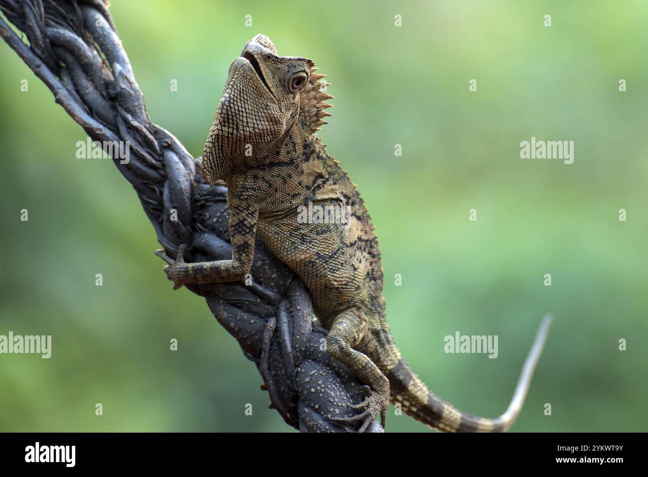 Foresta drago lucertola su ramo albero Foto Stock