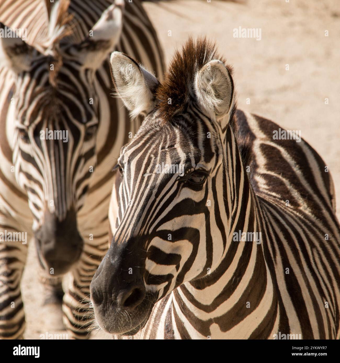 Zebre Foto Stock