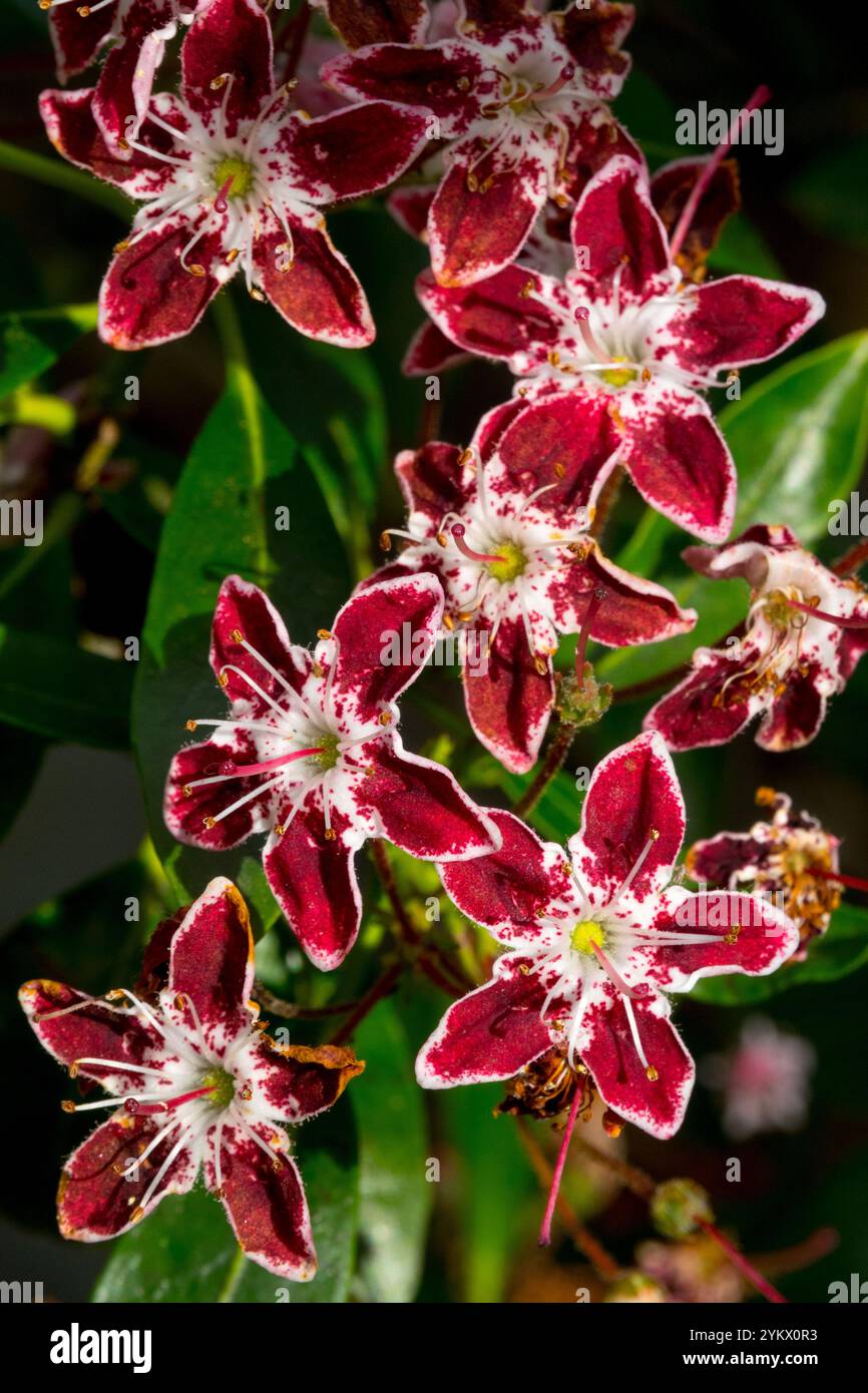 L'alloro di montagna Kalmia latifolia "Galaxy" fiori di stella rossa in piena fioritura Foto Stock