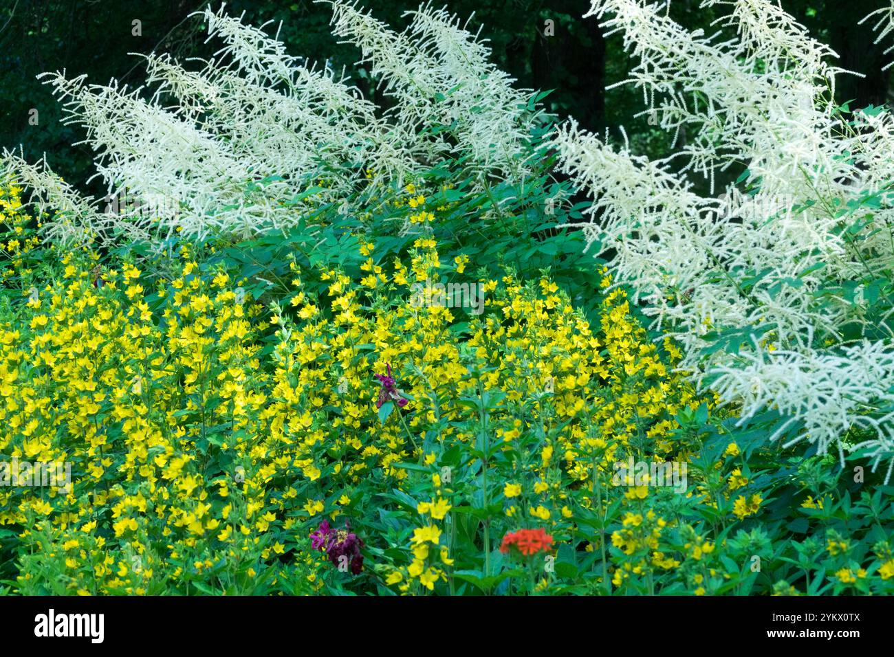 Giallo bianco Estate Garden giugno confine cerchio Fiore maculato Loosestrife Lysimachia punctata Aruncus dioicus sylvester Fiori barba di capra Foto Stock