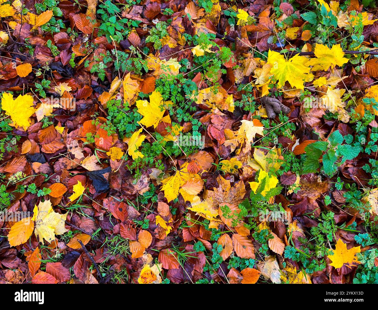 Foglie di autunno sul pavimento - Immagine stock catturata con smartphone