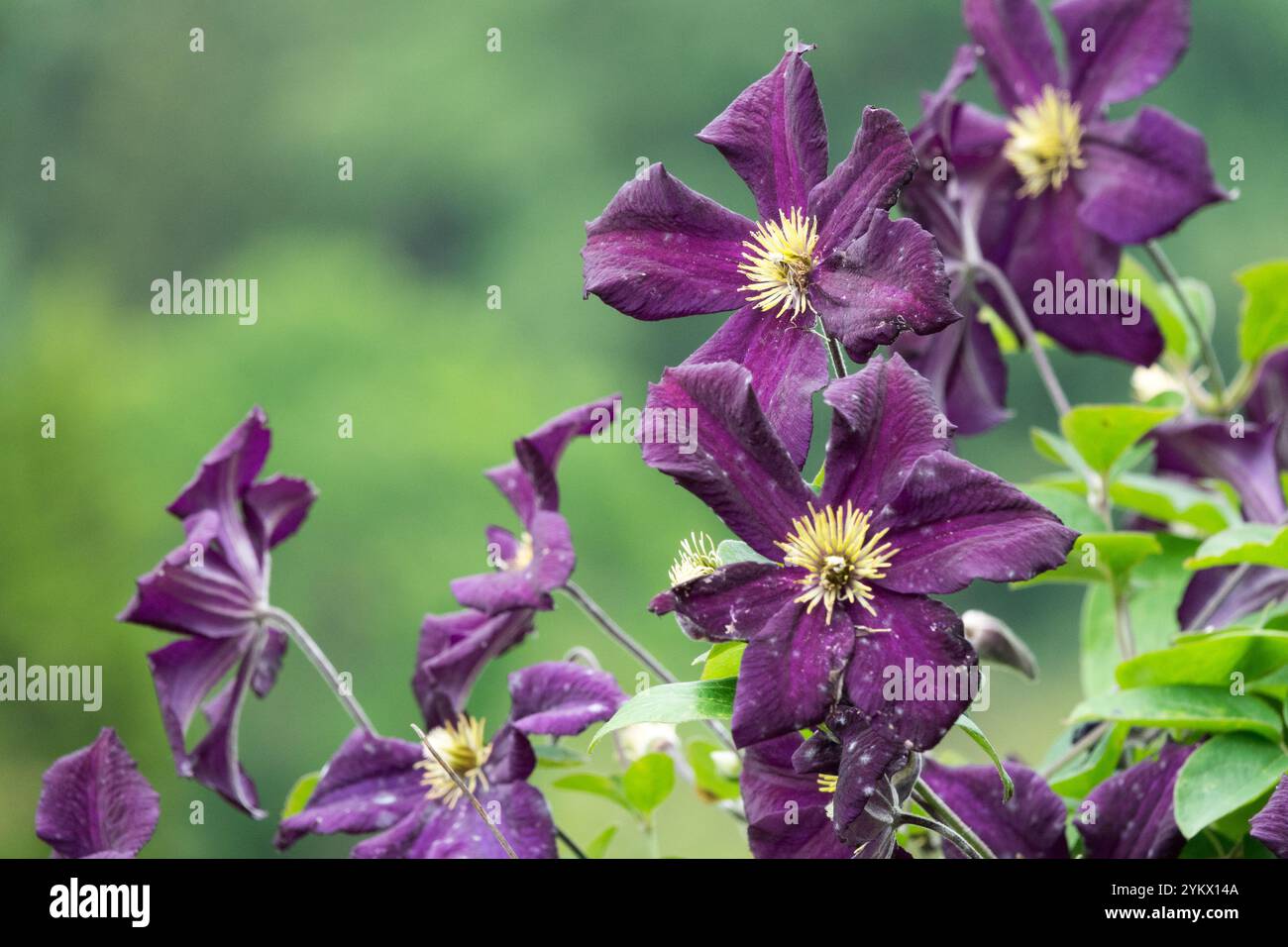 Clematis 'Romantika' fiorita tardiva, grande e profonda fioritura viola scuro Foto Stock