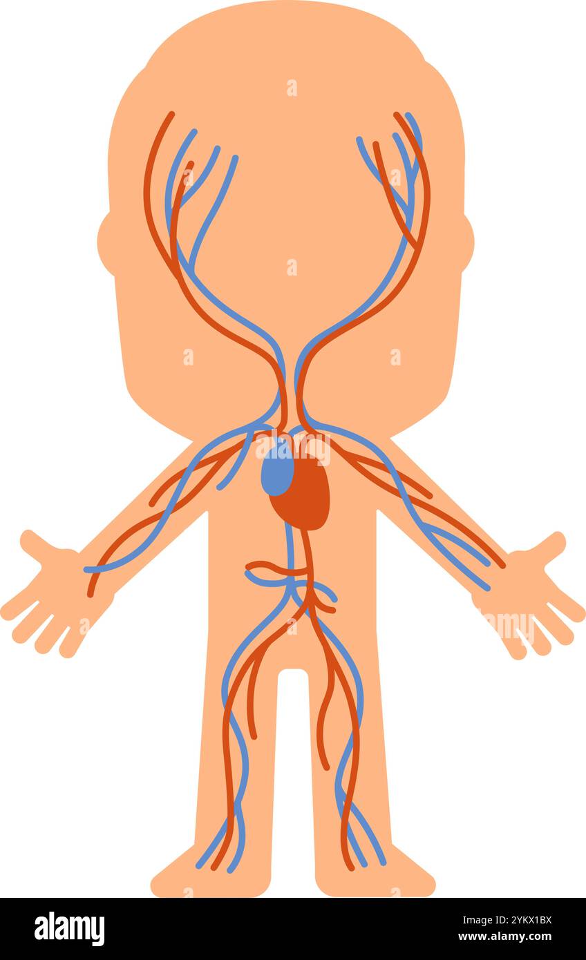 Diagramma semplificato del sistema circolatorio umano che evidenzia vene e arterie, fornendo una chiara rappresentazione visiva a fini educativi Illustrazione Vettoriale