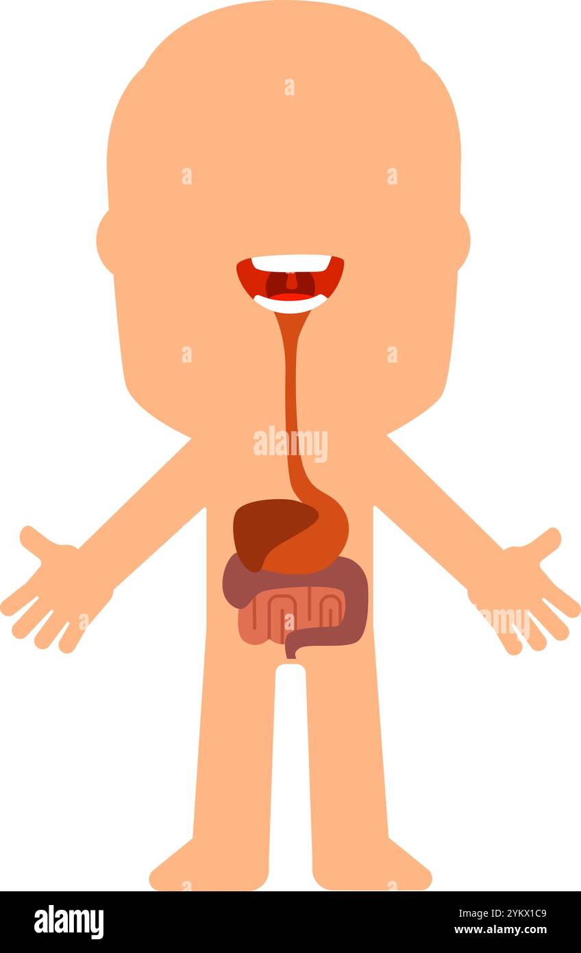 Illustrazione educativa del sistema digerente umano con organi interni evidenziati, che mostra esofago, stomaco, intestino tenue e crasso in semplice Illustrazione Vettoriale