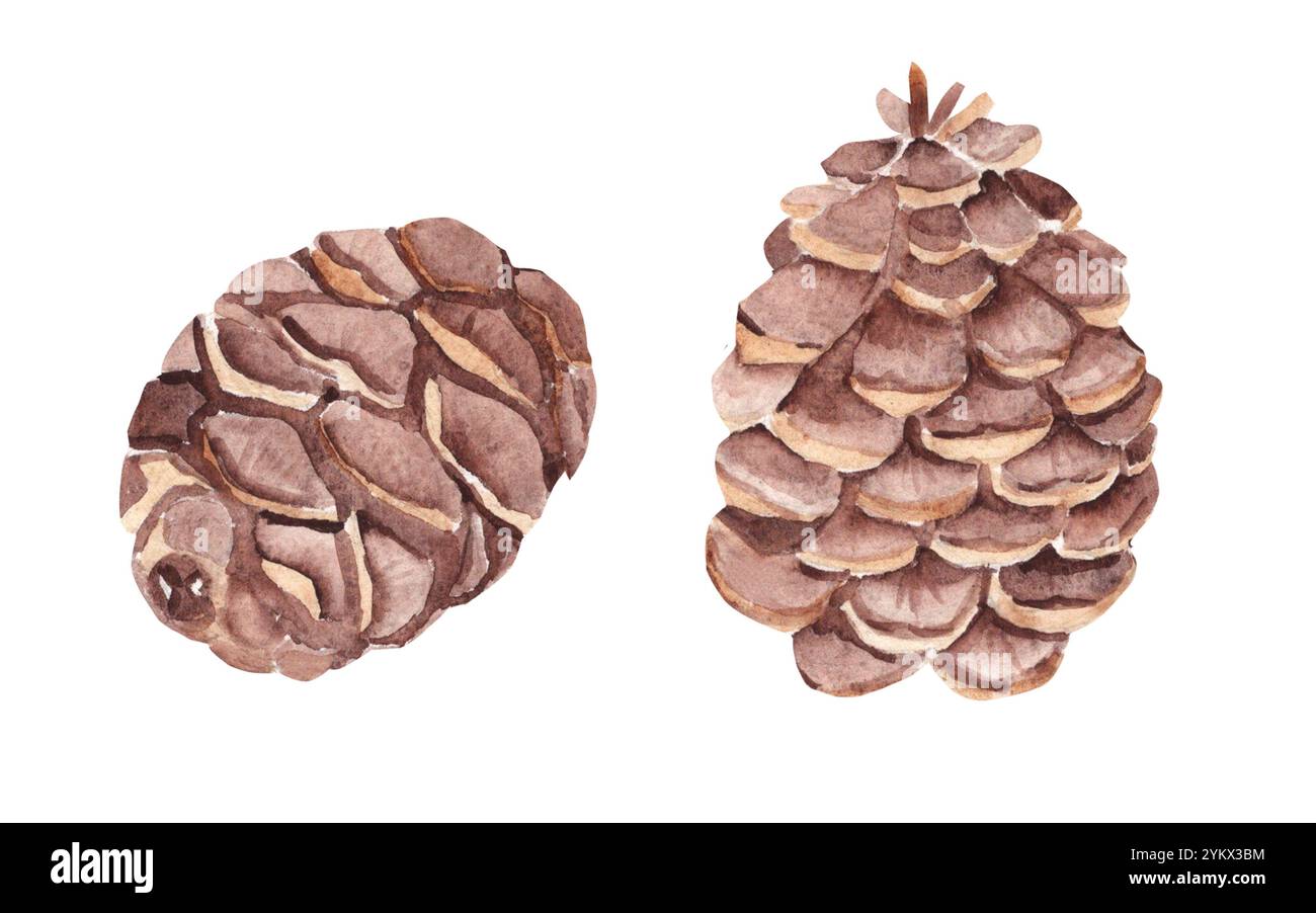 Set di due coni di pino. Acquerello illustrazione botanica disegnata a mano isolata su sfondo bianco. Elementi di design per stampe natalizie e invernali Foto Stock