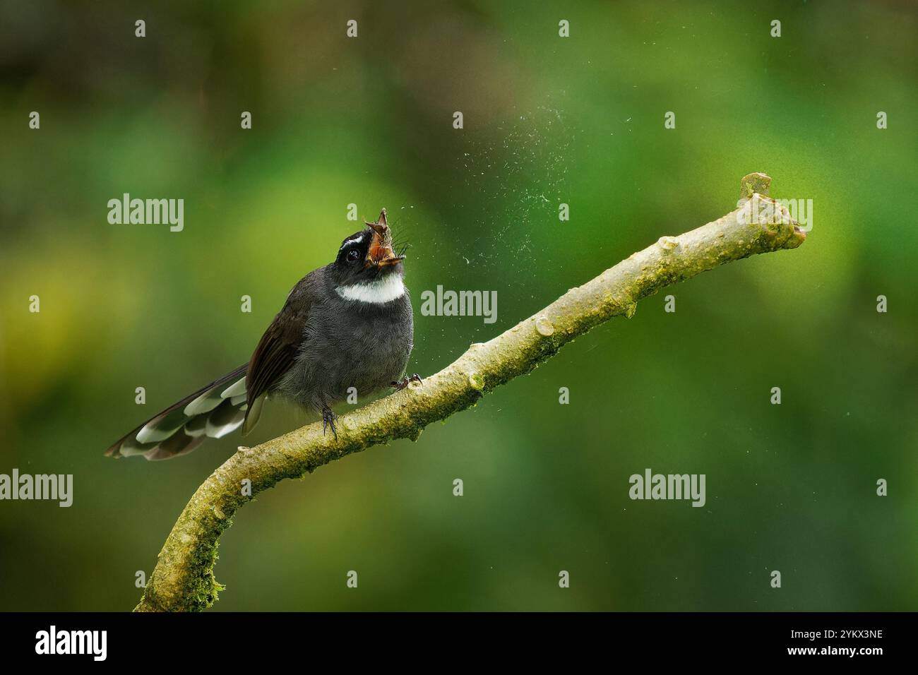 Coda di ventole dalla gola bianca Rhipidura albicollis piccolo uccello passerino che si trova nella foresta, nella macchia e nella coltivazione in tutta l'Asia meridionale tropicale, con ampi ventilatori scuri Foto Stock