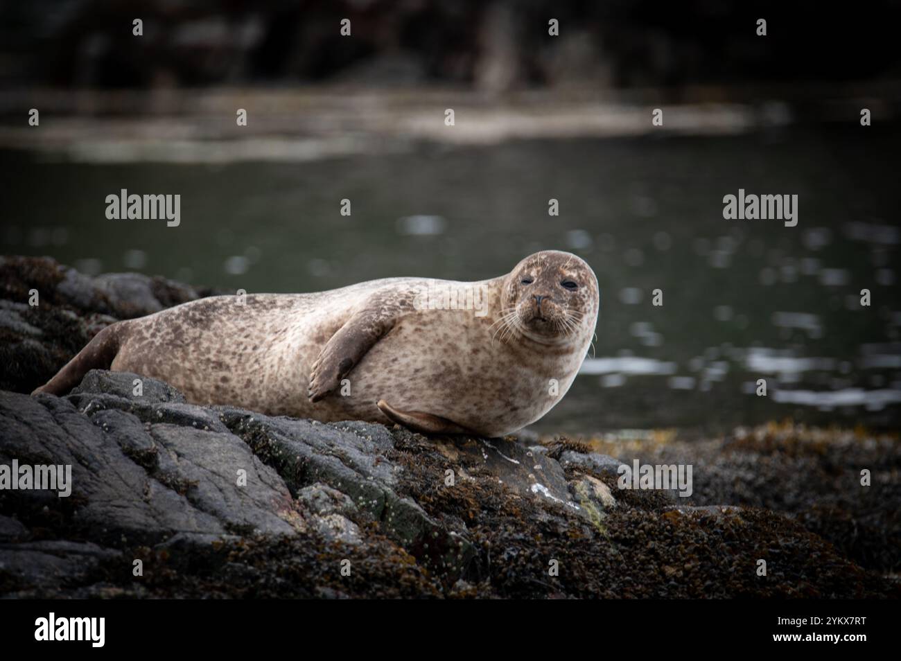 Foca comune sulle rocce di Loch Roe, Lochinver, Highlands, Scozia Foto Stock