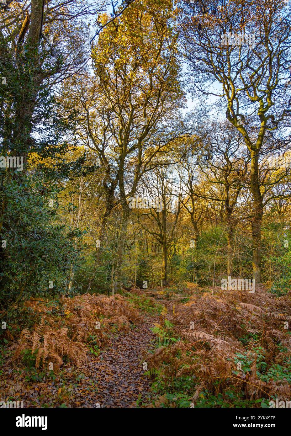 Splendidi boschi colorati durante la stagione autunnale. Foto Stock