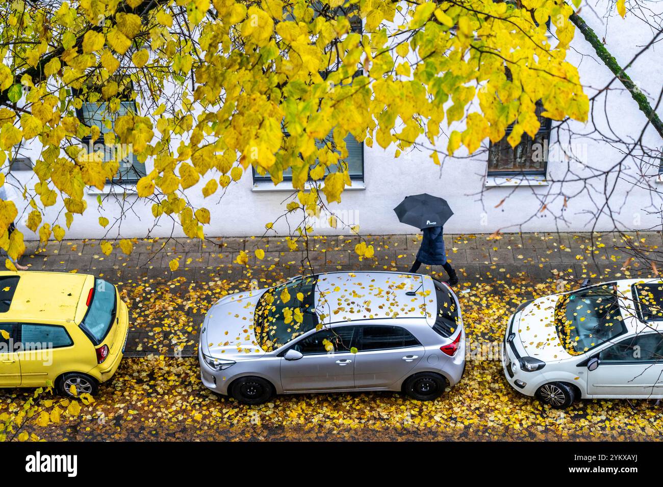 Autunno, tempo piovoso, strada residenziale, veicoli parcheggiati, foglie bagnate sulla strada, marciapiede, albero, tiglio, con foglie di colore giallo, Essen, NR Foto Stock