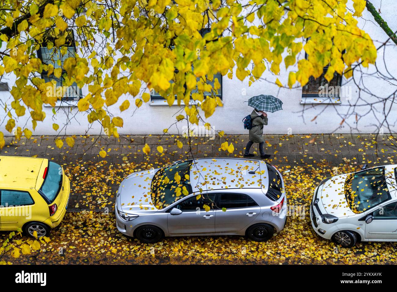 Autunno, tempo piovoso, strada residenziale, veicoli parcheggiati, foglie bagnate sulla strada, marciapiede, albero, tiglio, con foglie di colore giallo, Essen, NR Foto Stock