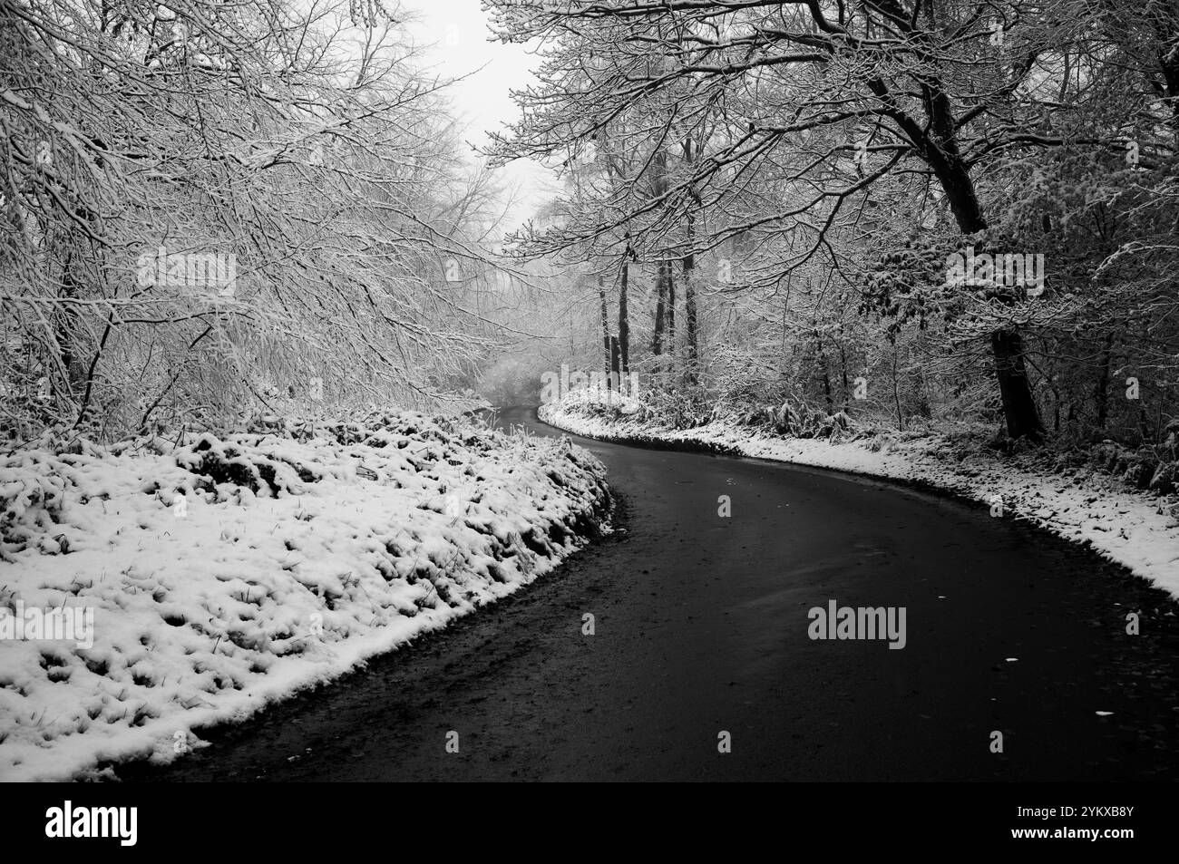 Strada ghiacciata che si snoda in discesa attraverso una foresta innevata di Wentwood a novembre. Galles del Sud. Foto Stock