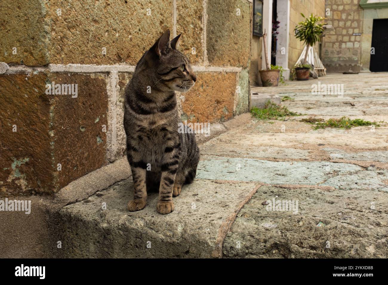 Ritratto di una cute cat Foto Stock