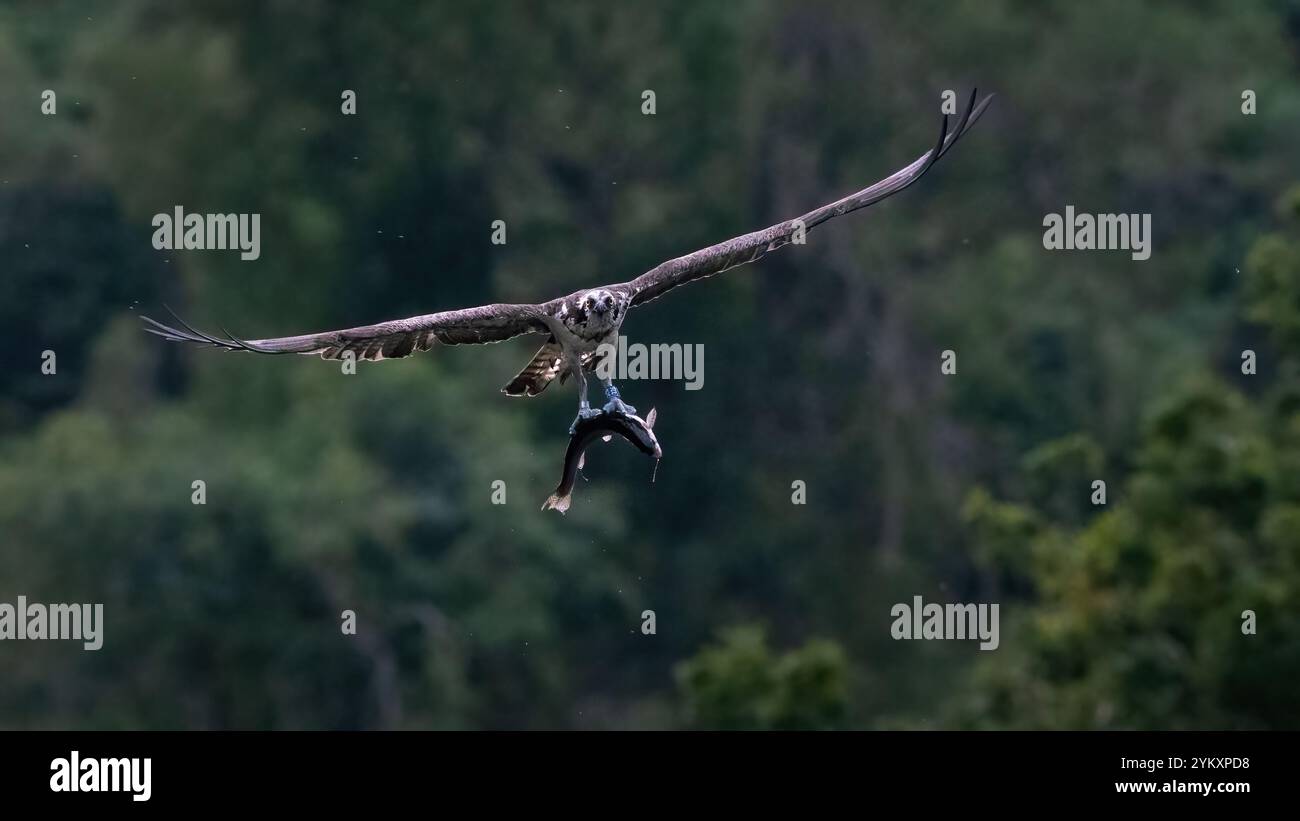 Osprey (Pandion haliaetus) cattura un pesce, Perthshire, Scozia Foto Stock