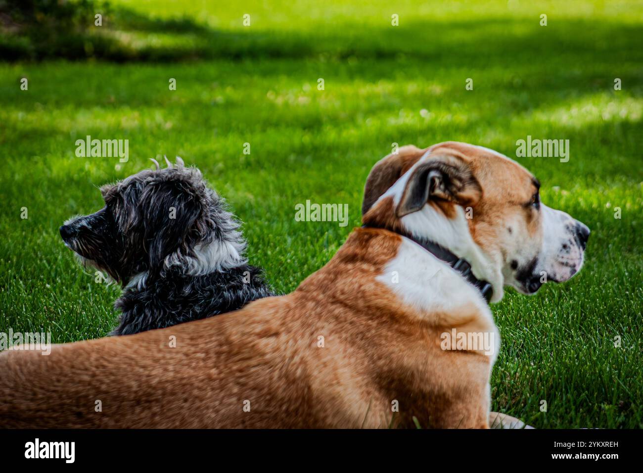 Fratelli di un'altra madre Foto Stock