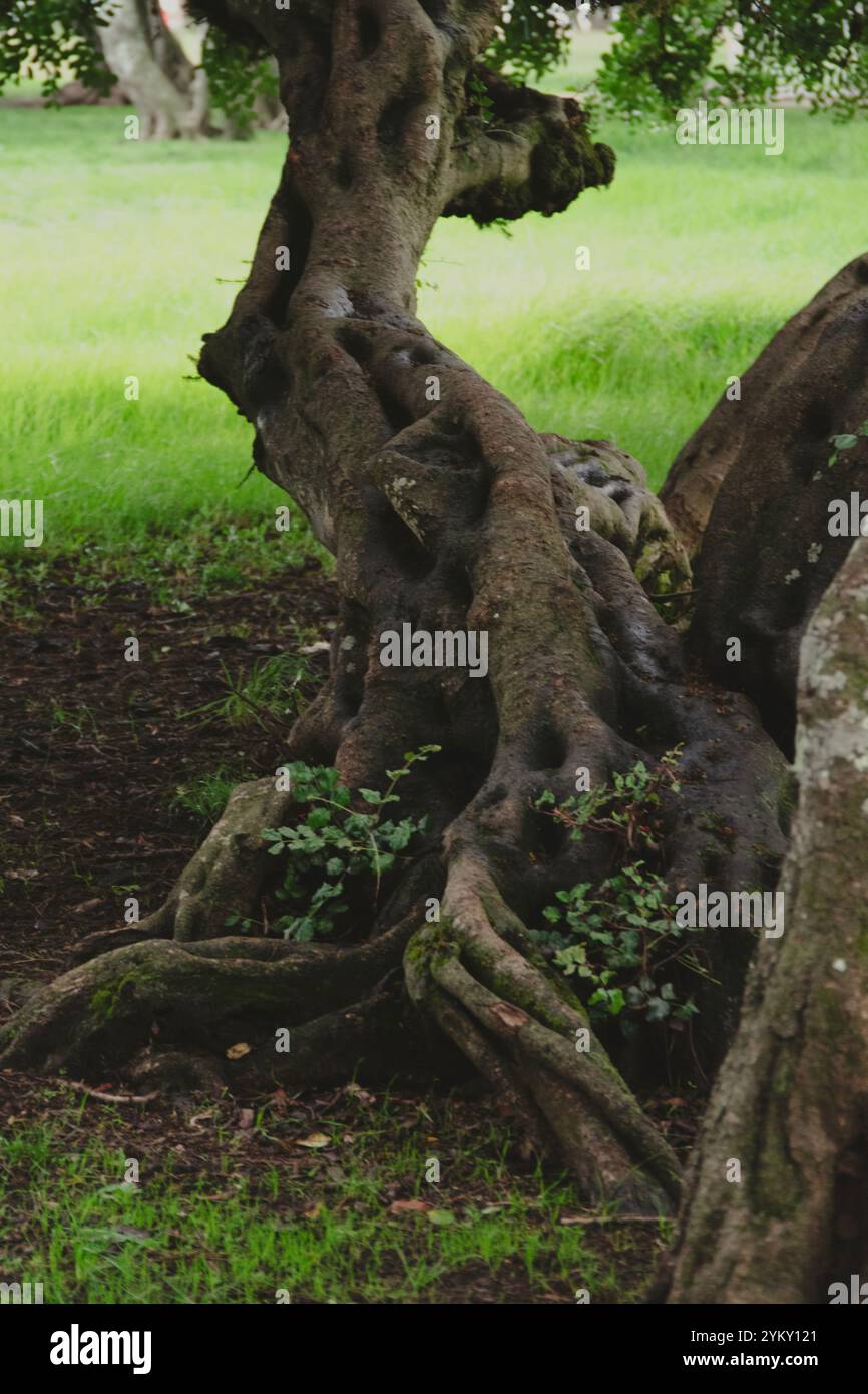 Primo piano su tronchi di alberi intrecciati e annodati, con piante che crescono tra le sue radici. Foto Stock