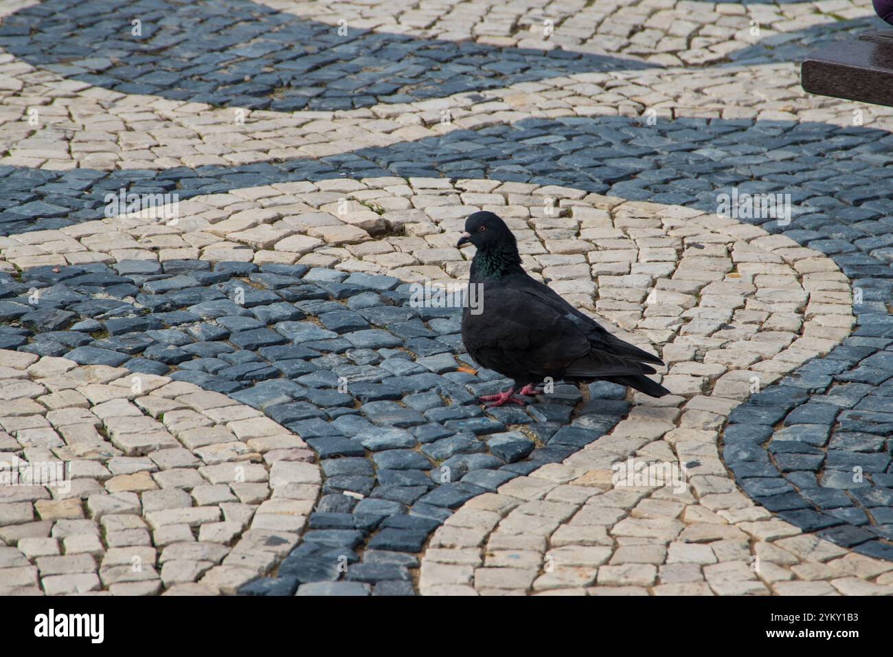 Un piccione nero sul terreno piastrellato a Lisbona, Portogallo. Foto Stock