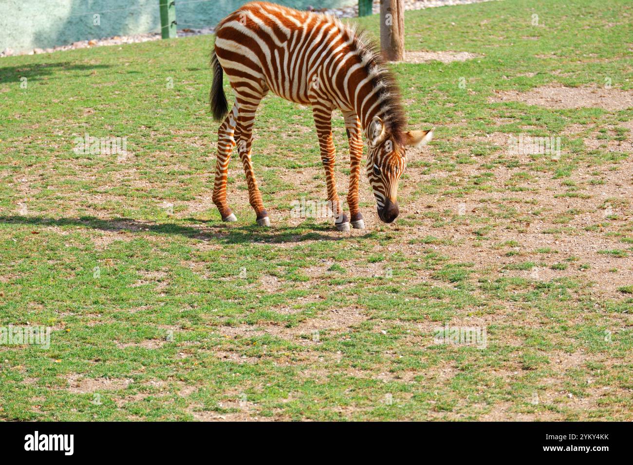 Zebra si nutre sull'erba all'aperto in una giornata di sole allo zoo Foto Stock