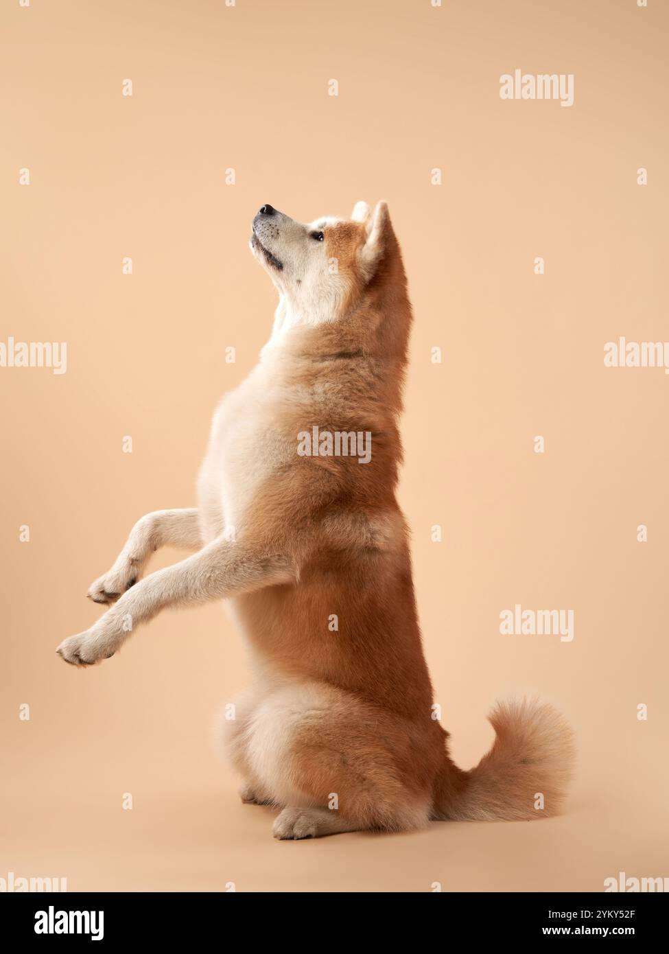 Un cane Akita si siede sulle zampe posteriori su uno sfondo beige, mostrando il suo equilibrio e obbedienza. Il cane sembra attento e addestrato. Foto Stock