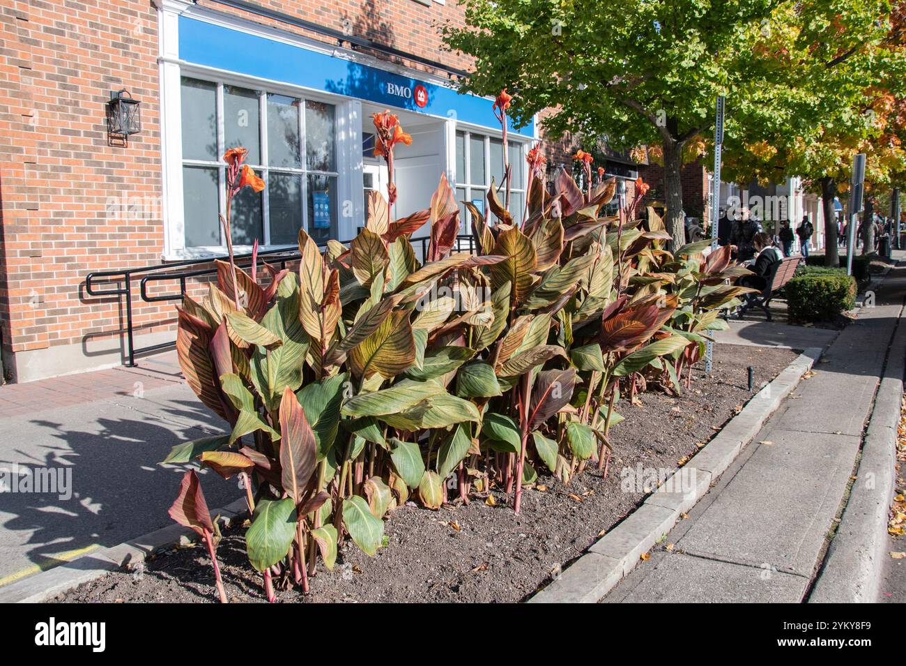 Fiori autunnali su Queen Street a Niagara-on-the-Lake, Ontario, Canada Foto Stock