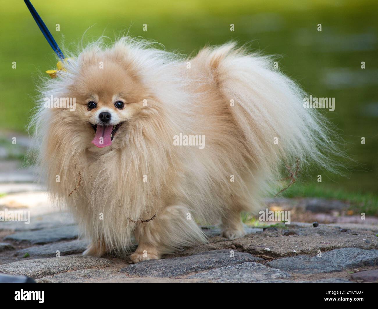 carino cane della pomerania con piccoli rami nella pelliccia Foto Stock
