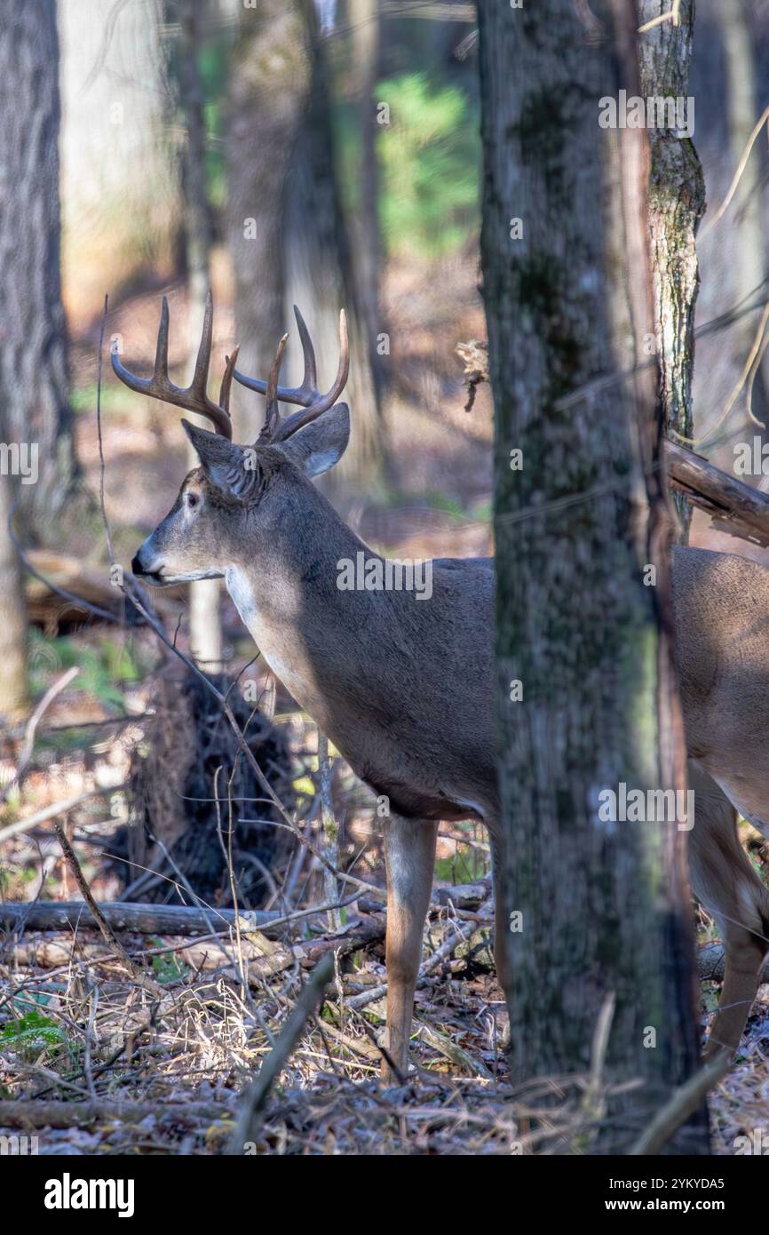 Adulto di capriolo dalla coda bianca (Odocoileus virginianus) nel bosco durante il ruggito, verticale Foto Stock