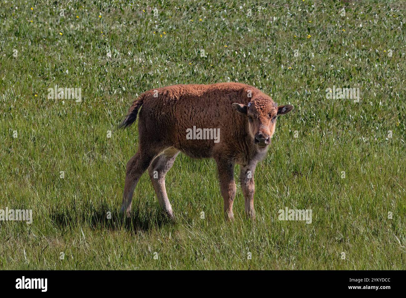 Giovane vitello, American Plains Bison (bisonte bisonte) in erba. Sul versante nord del Grand Canyon. Foto Stock Giovane vitello, American Plains Bison (bisonte bisonte) in erba. Sul versante nord del Grand Canyon. Foto Stock