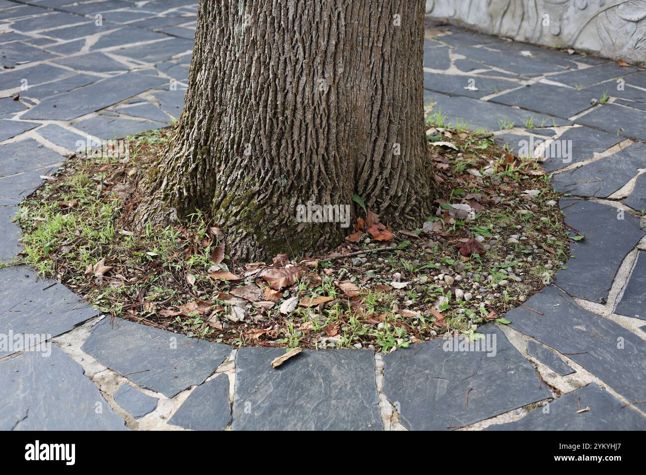 Tronco d'albero che cresce fuori dal suolo circondato da un cerchio di pietre del patio Foto Stock