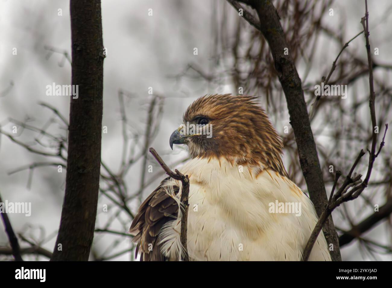 Red Tailed Hawk arroccato su un albero al campo da golf Lake Hiawatha Foto Stock