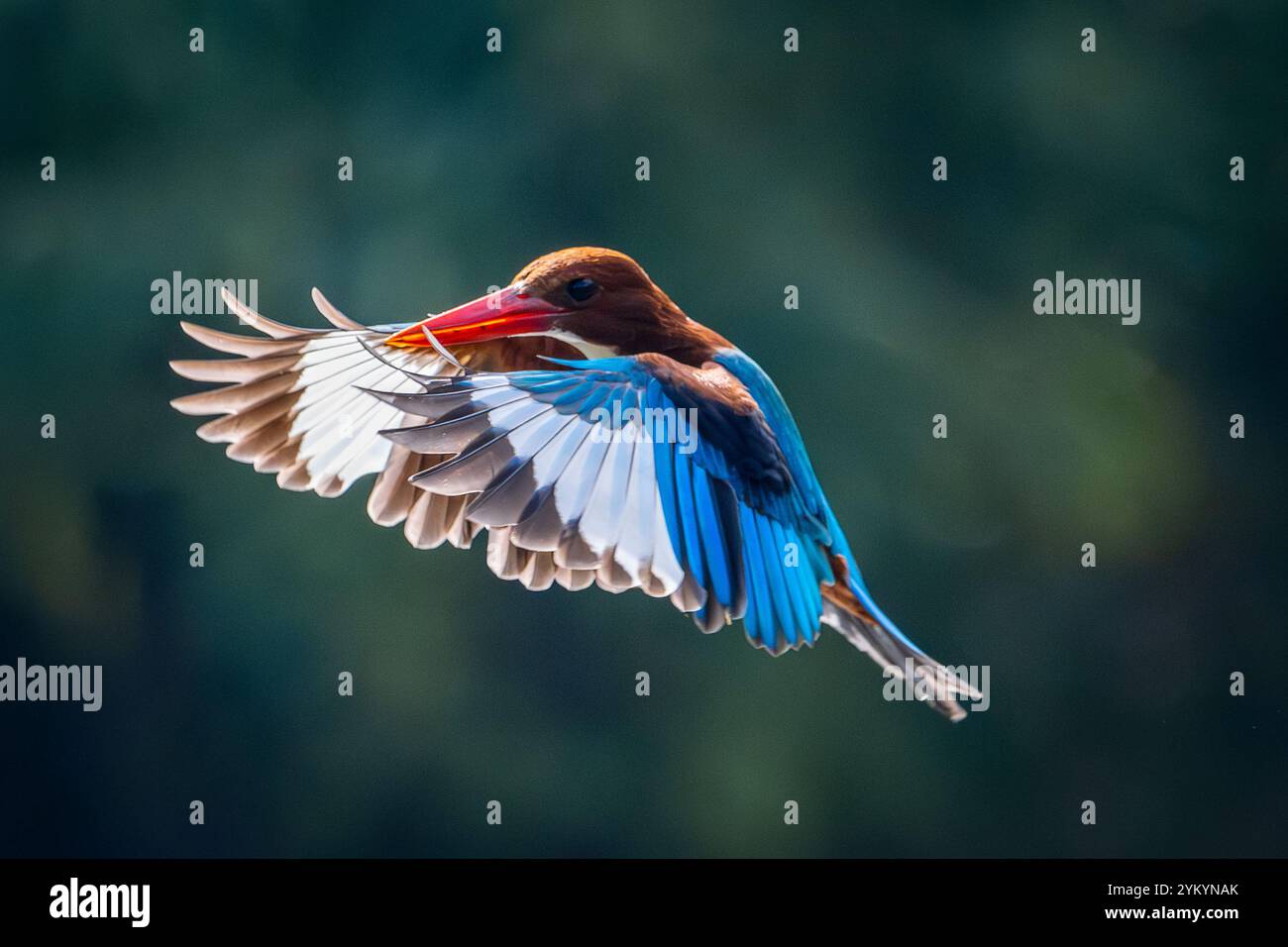 Il kingfisher dalla testa marrone in un parco a ho chi Minh City. Foto Stock