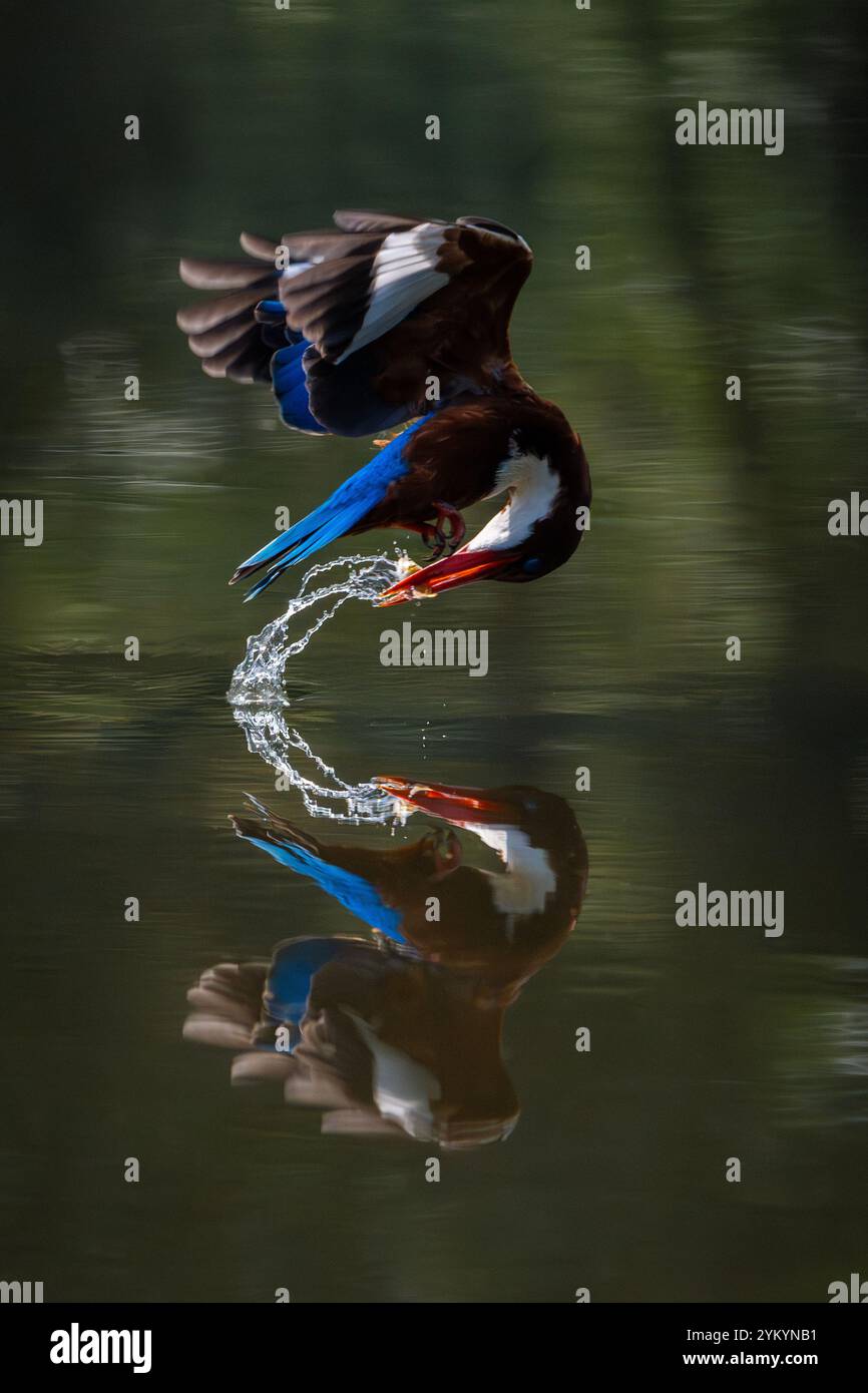 Il kingfisher dalla testa marrone in un parco a ho chi Minh City. Foto Stock