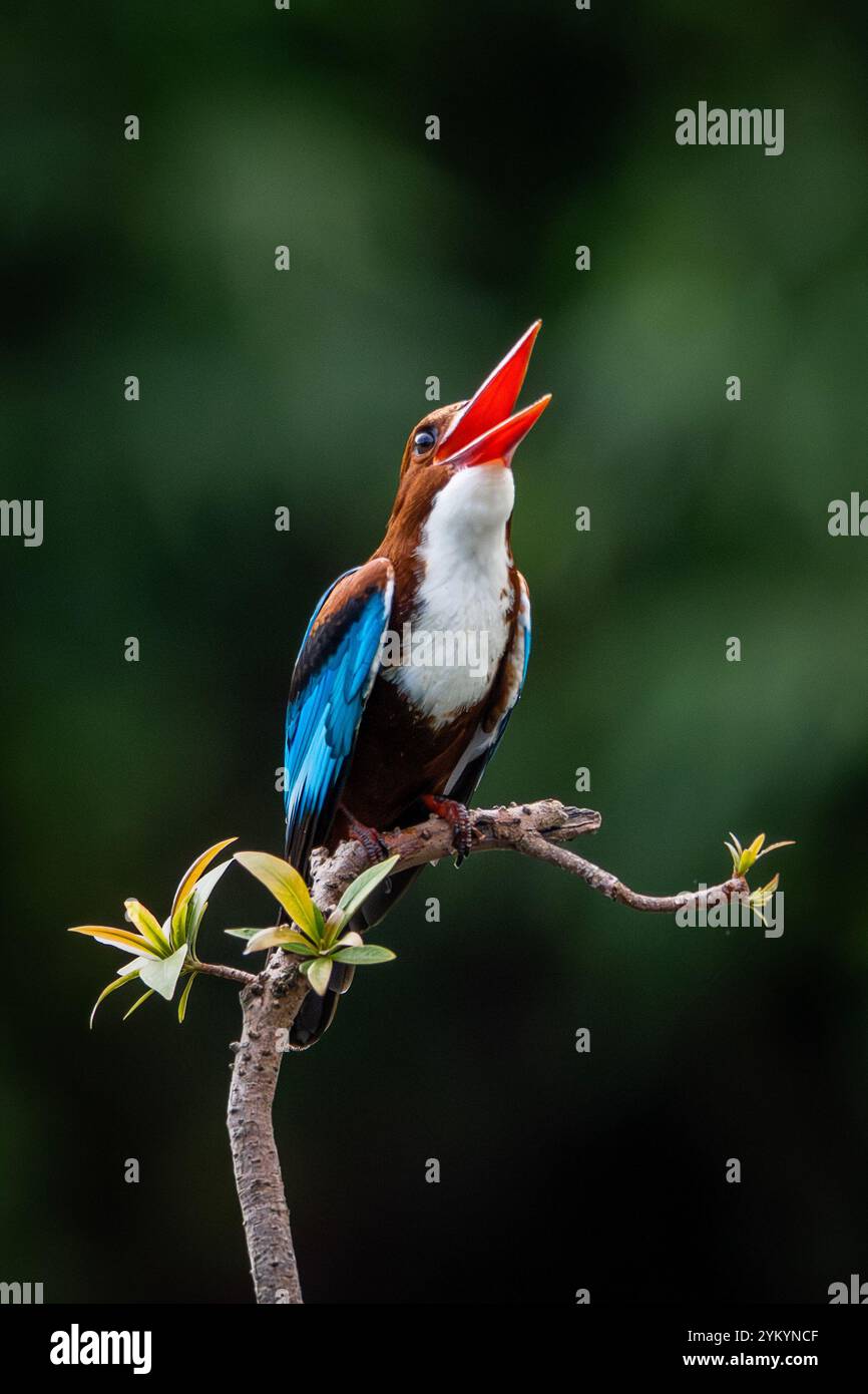 Il kingfisher dalla testa marrone in un parco a ho chi Minh City. Foto Stock