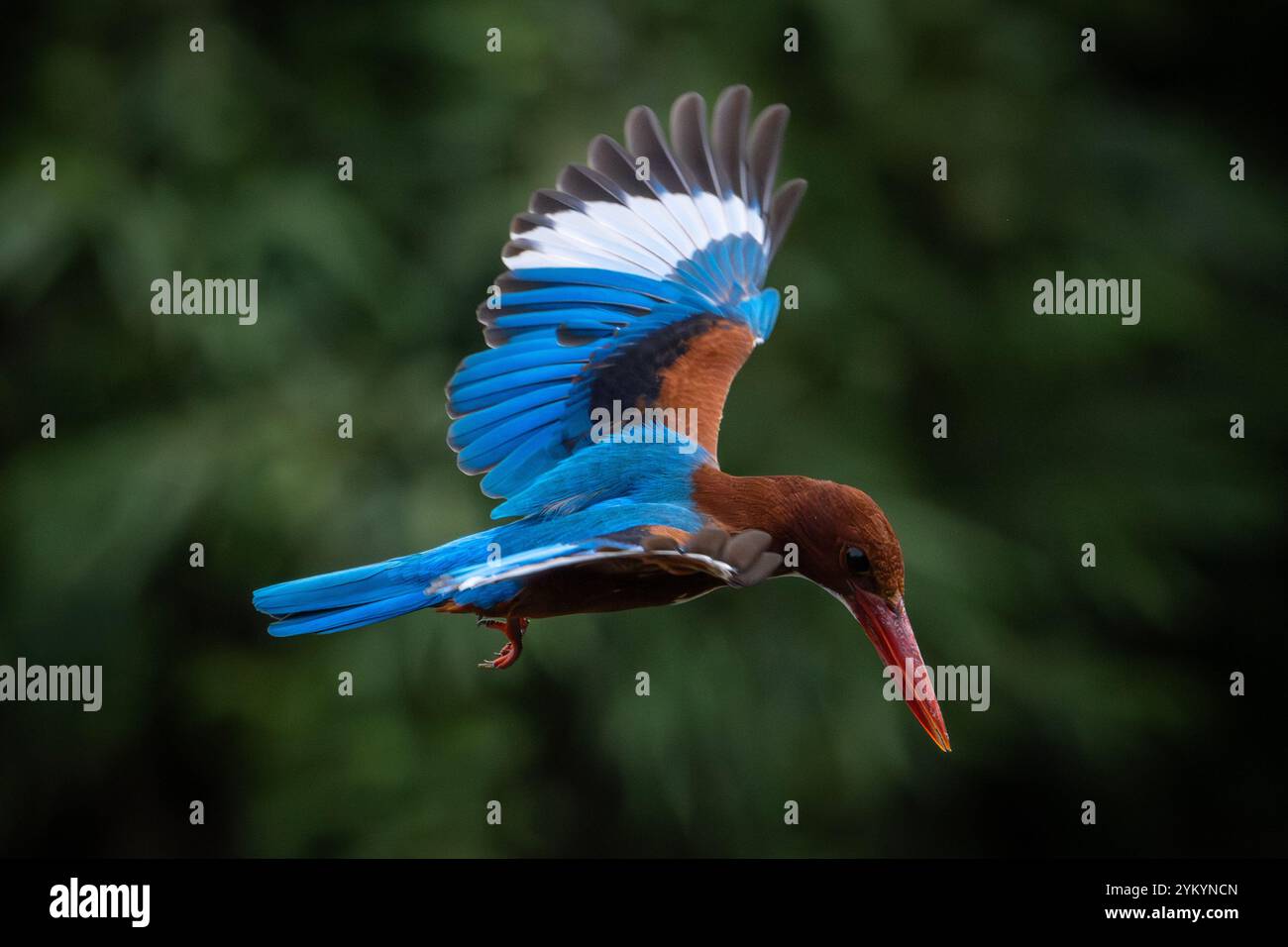 Il kingfisher dalla testa marrone in un parco a ho chi Minh City. Foto Stock