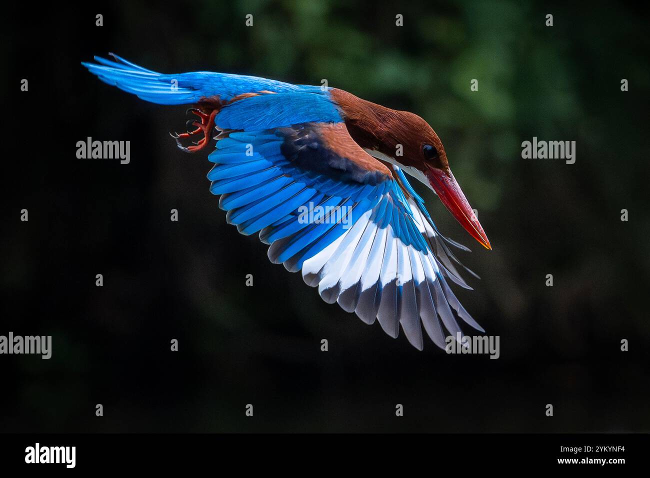 Il kingfisher dalla testa marrone in un parco a ho chi Minh City. Foto Stock