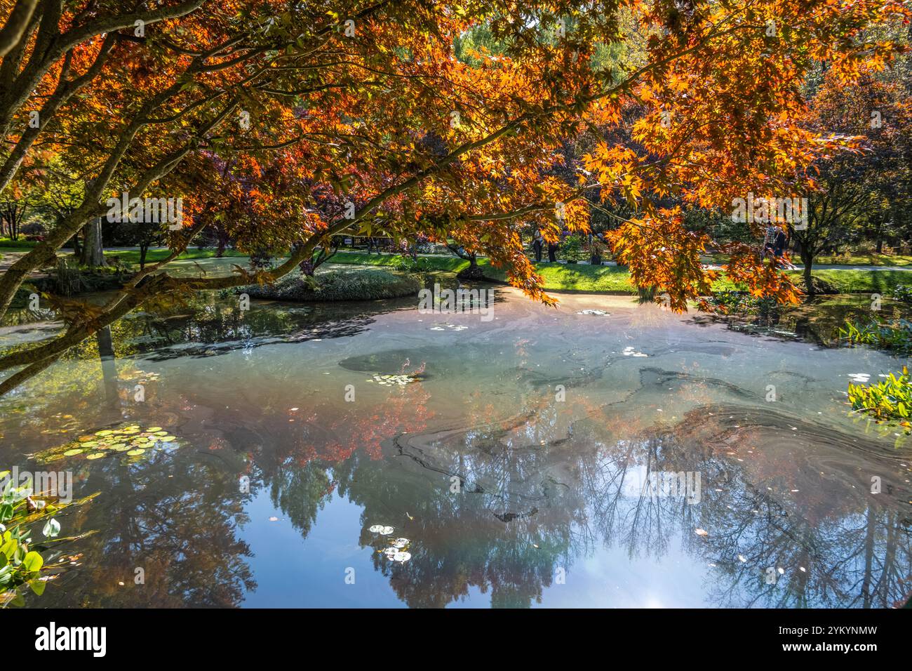 Stagno prismatico nei Waterlily Gardens a Gibbs Gardens a Ball Ground, Georgia, a nord di Atlanta. (USA) Foto Stock