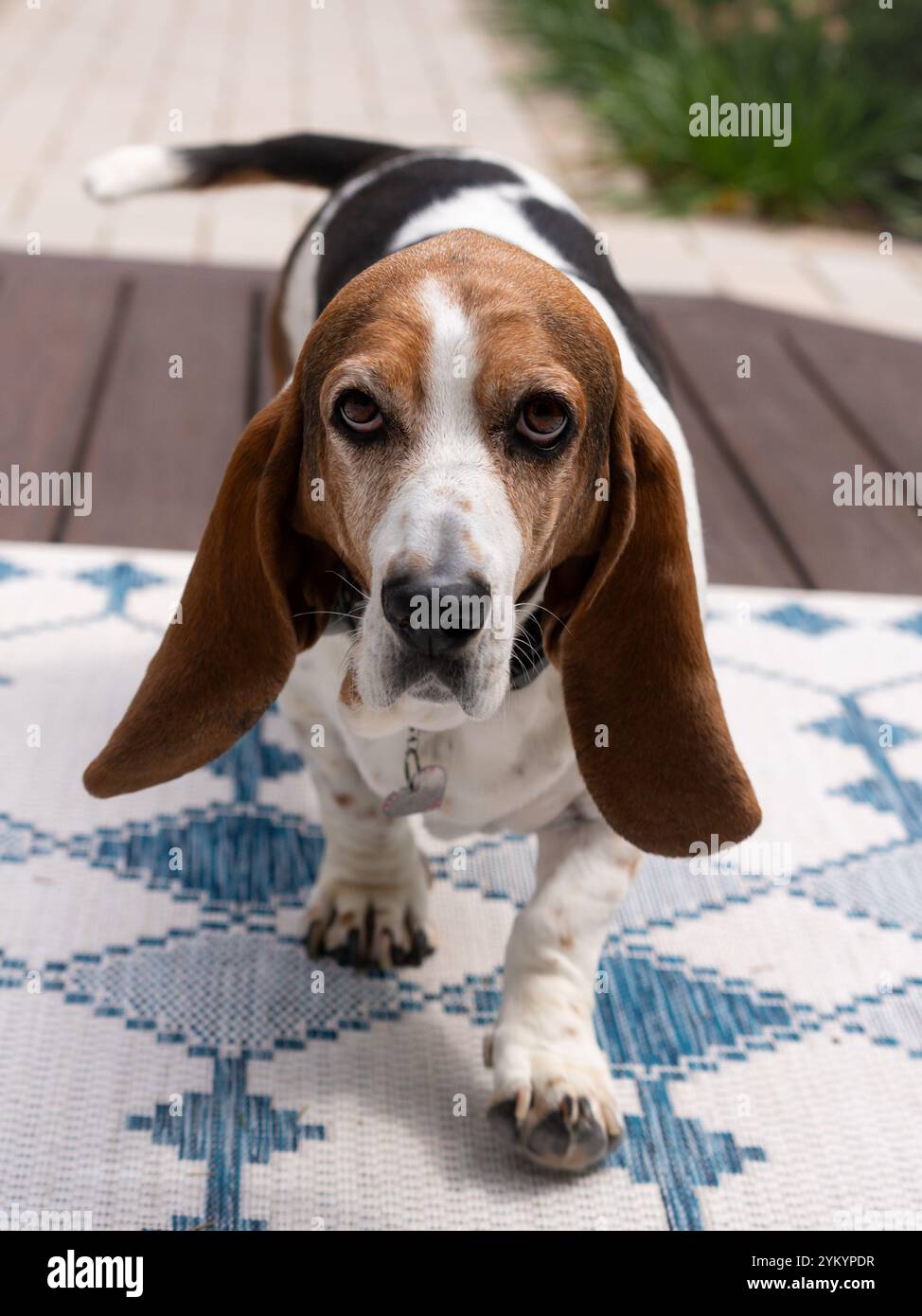 Tour a piedi di Basset Hound 2 Foto Stock