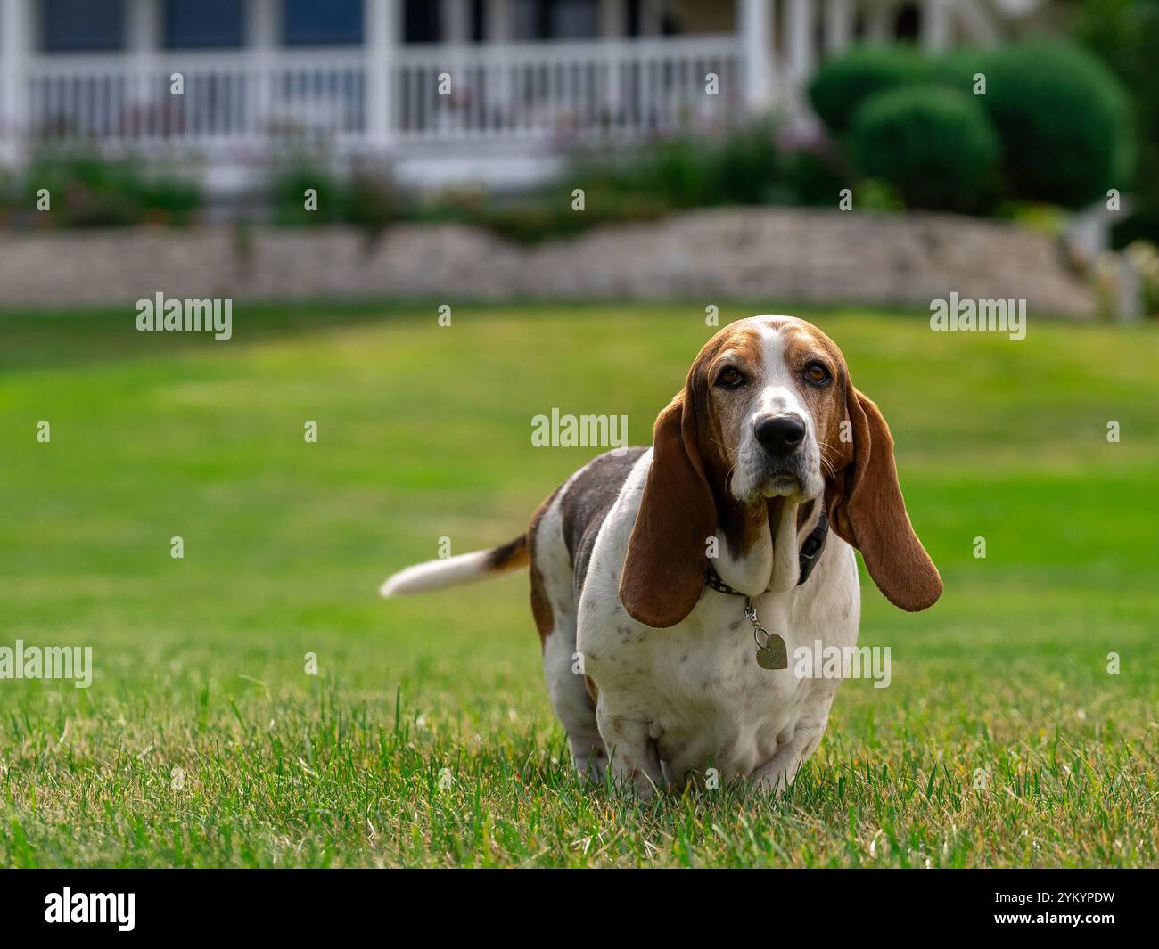 Adorabile Basset Hound fotogenico Foto Stock