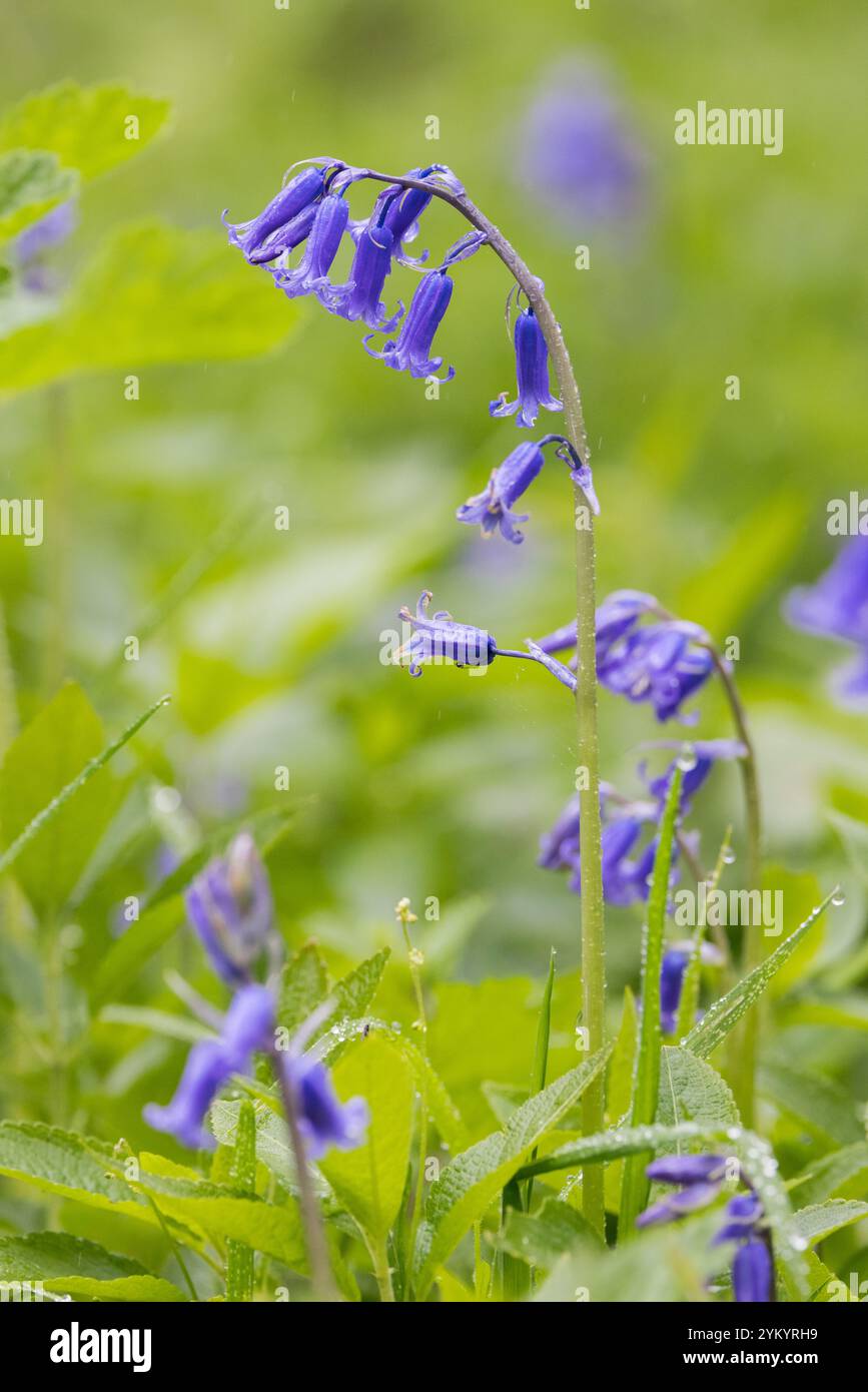 Fiore di campanello [ Hyacinthoides non-scripta ] in erba Foto Stock