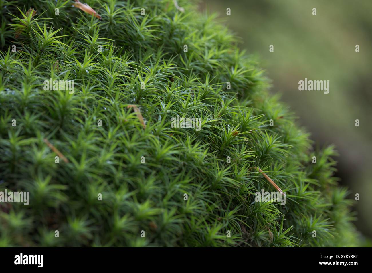 Cappellino comune Moss [ comune Polytrichum ] Foto Stock