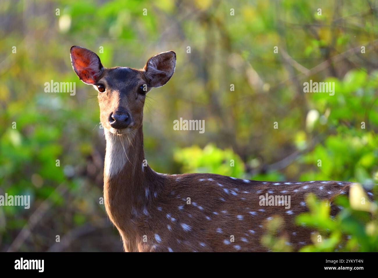 Cervi maculati (Chital), fauna selvatica, Bhopal, India Foto Stock