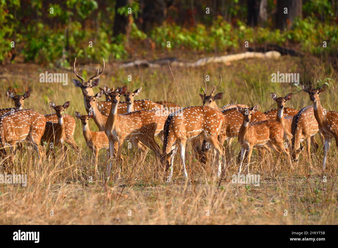 Cervi maculati (Chital), fauna selvatica, Bhopal, India Foto Stock