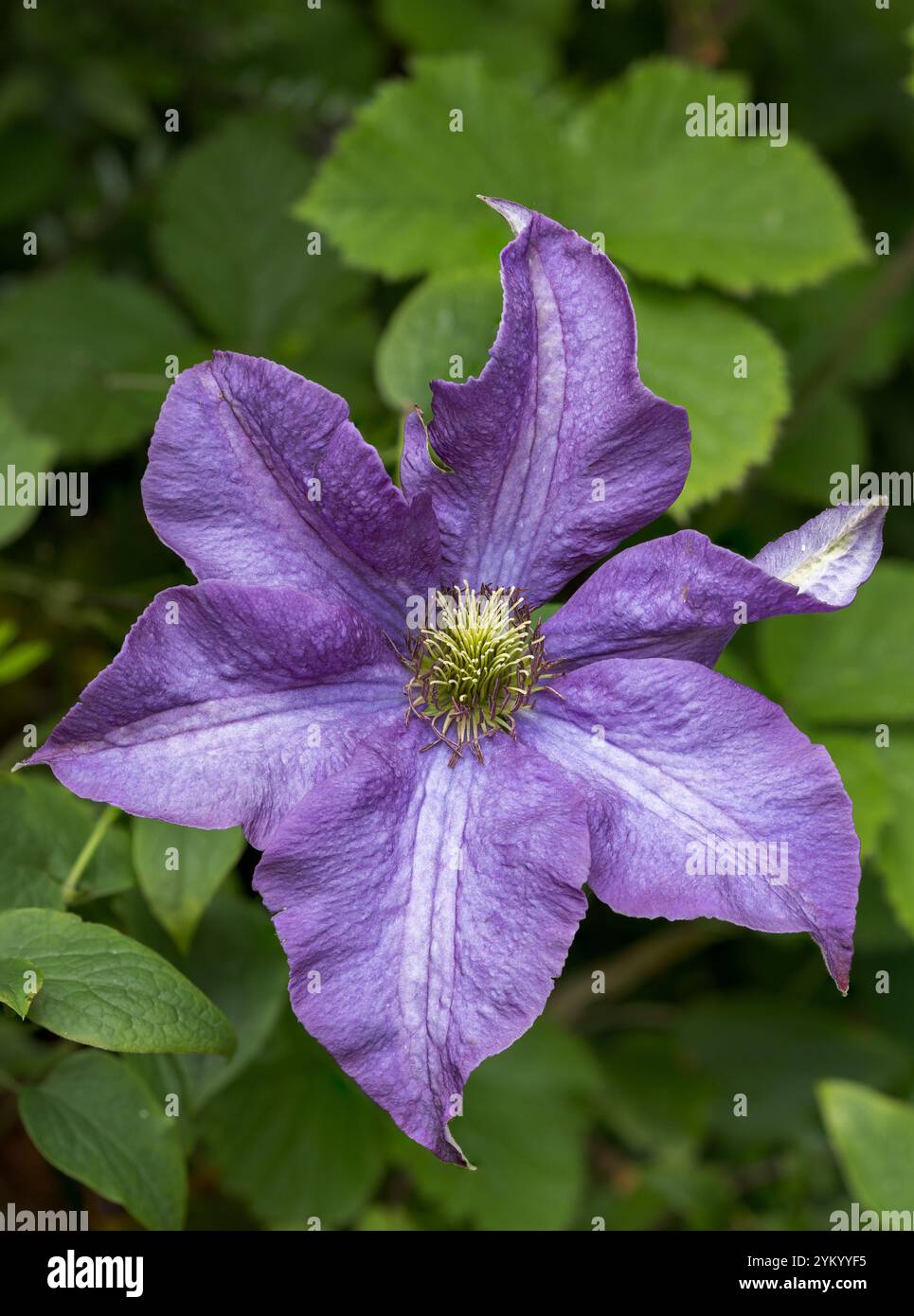 Clematis Flower, immagine creata impilando più immagini Foto Stock