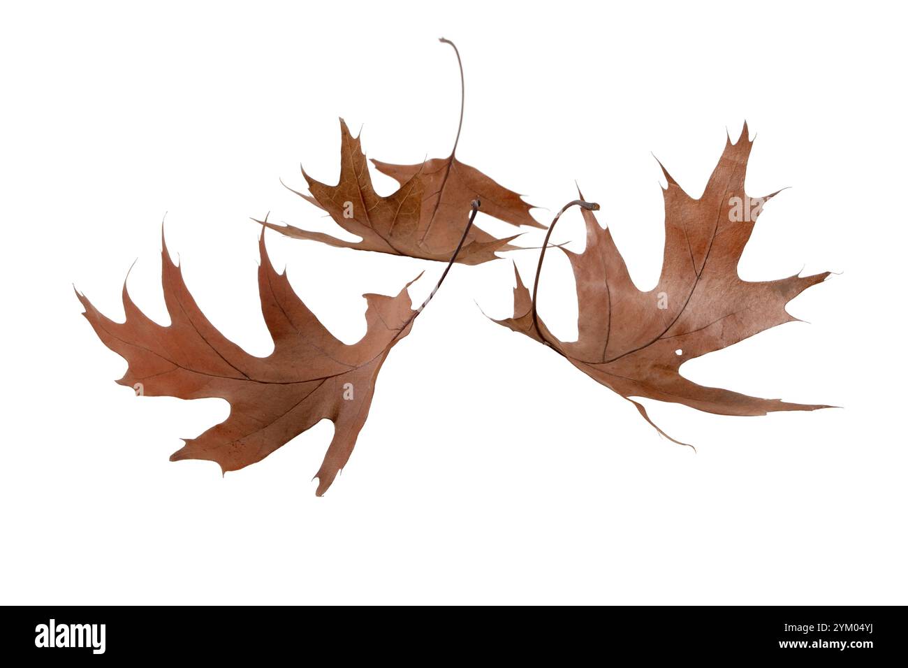 Foglie cadute di quercia secca marrone isolate su sfondo bianco. Stagione autunnale. Atmosfera autunnale. Foto Stock