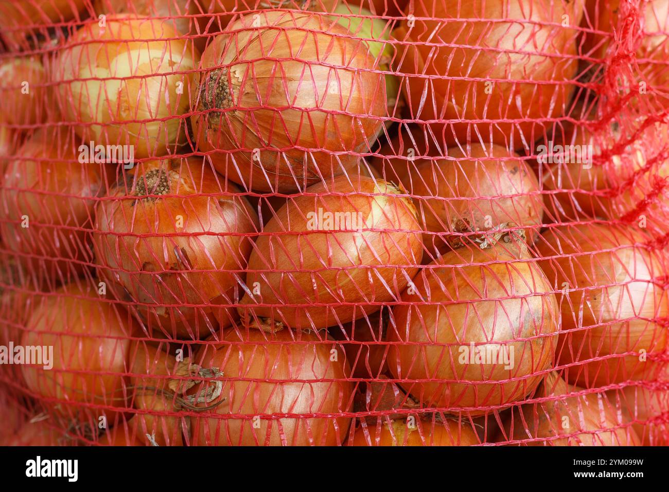 Cipolle in sacchetti in rete arancione. Mazzo di cipolle fresche confezionate in sacchetti in rete rossa. Immagine ingrandita dello stoccaggio di cipolle per il mercato o il trasporto. Foto Stock