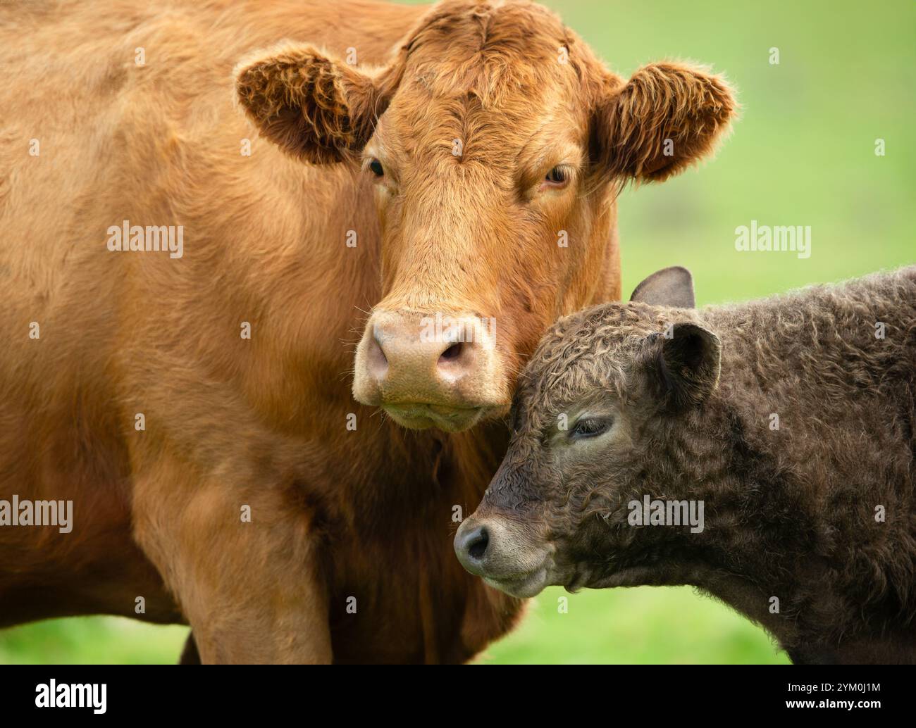 Mucca Limousin di fronte con il suo giovane vitello marrone che si accosta a sua madre in un prato estivo. Concetto: L'amore di una madre per il suo vitello. Primo piano. Foto Stock